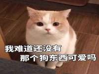 常州鲸歌智能科技有限公司