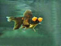 常州鲸歌智能科技有限公司